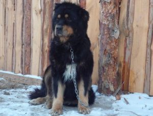 Buryat - descriere wolfhound mongolă, caracter, fotografie, totul despre câini