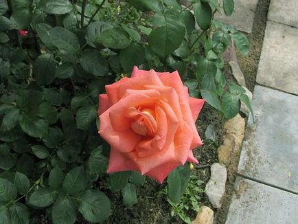 Ceai-hibrid trandafiri plantarea și îngrijirea pentru o varietate