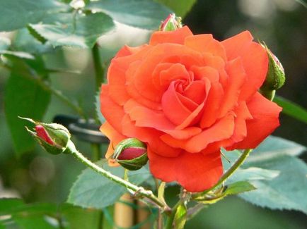Чайно-гібридні троянди посадка і догляд за різновидом