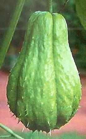 Chayote, castraveți mexicani - gradini Sibiri