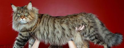 Cum să hrăniți o pisică gravidă Maine Coon - un site despre pisici și câini