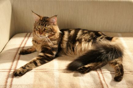 Cum să hrăniți o pisică gravidă Maine Coon - un site despre pisici și câini