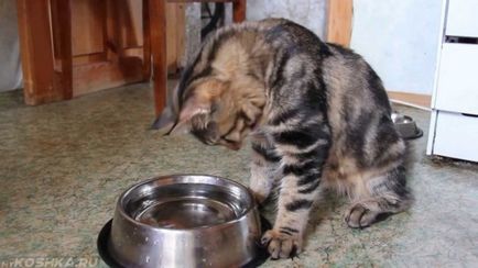 Cum să hrăniți o pisică gravidă Maine Coon - un site despre pisici și câini