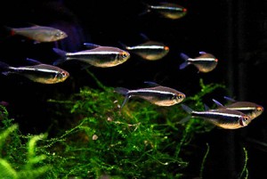 Чорний неон акваріумна рибка утримання, догляд, розведення