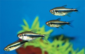 Negru conținut de pește de acvariu neon, îngrijire, reproducere