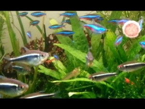 Negru conținut de pește de acvariu neon, îngrijire, reproducere