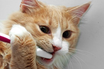 Curățarea dinților pentru pisici acasă la domiciliu tartru la pisici, clinica veterinară a vectorului1, Petersburg