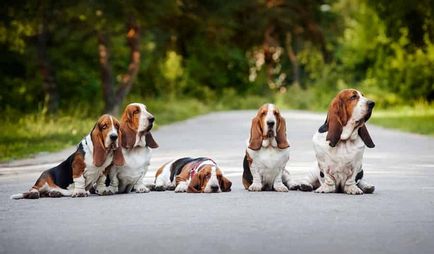 Citiți despre basset hound