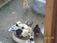 Pentru a se asigura că găinile au fost păsări de curte robuste din articolul hacienda