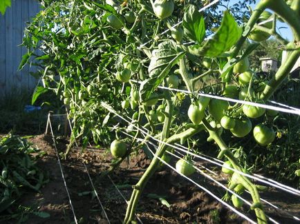 Що дає обрізка переросли саджанців томата