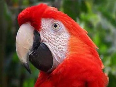 Ce dă papagalilor capacitatea de a simula sunete