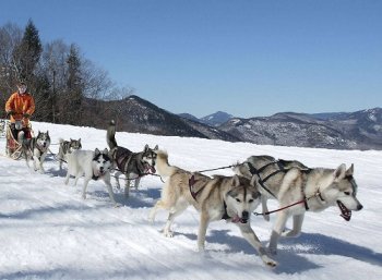 Ce fel de câine Husky - știm cum!