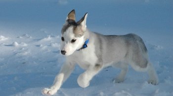 Ce fel de câine Husky - știm cum!