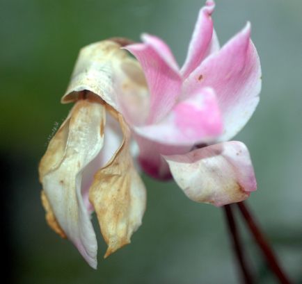 Цикламен опис і сорти квітки з фото