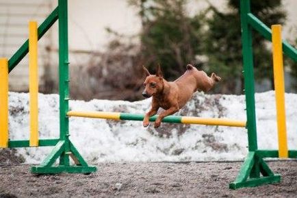 Miniature Pinscher - Kutya - Életmód