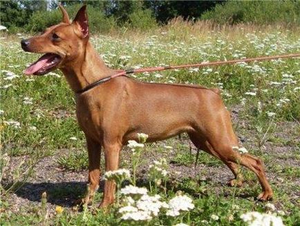 Miniature Pinscher - Câine - Stil de viață