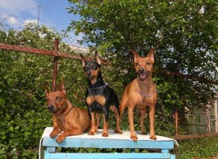 Miniature Pinscher - Câine - Stil de viață