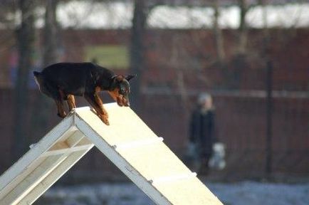 Miniature Pinscher - Câine - Stil de viață