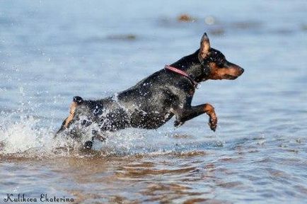 Miniature Pinscher - Câine - Stil de viață