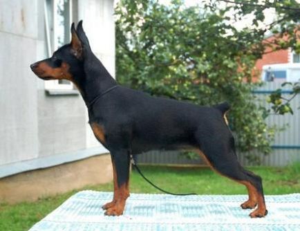 Miniature Pinscher - Câine - Stil de viață