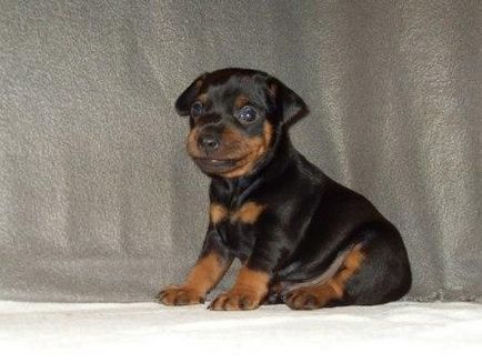 Miniature Pinscher - Kutya - Életmód