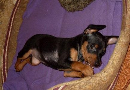 Miniature Pinscher - Câine - Stil de viață