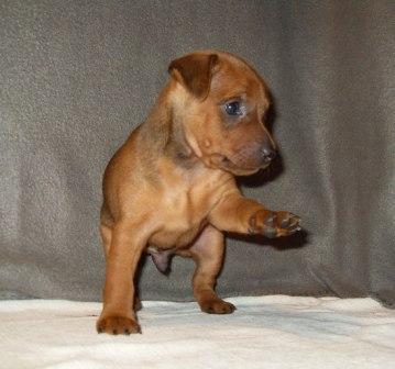 Miniature Pinscher - Câine - Stil de viață