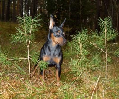 Miniature Pinscher - Câine - Stil de viață