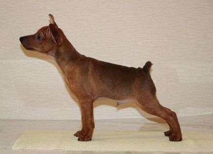 Miniature Pinscher - Câine - Stil de viață