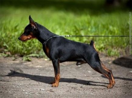 Miniature Pinscher - Câine - Stil de viață