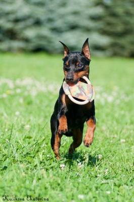 Miniature Pinscher - Câine - Stil de viață