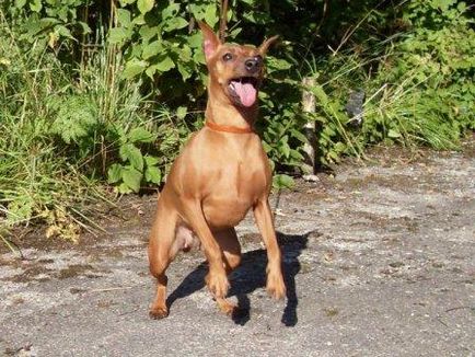 Miniature Pinscher - Câine - Stil de viață