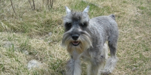 Miniatura Schnauzer, caracteristicile rasei de câine, recenzii de proprietar