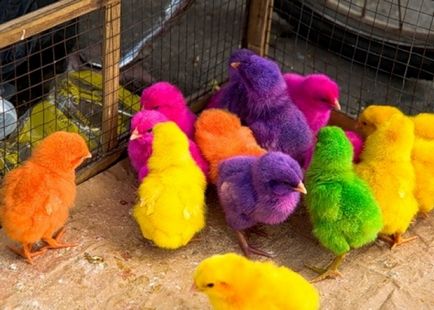 кольорові курчата