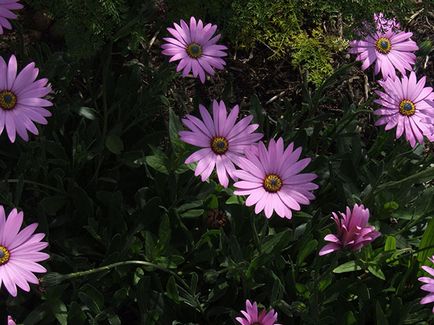 Flori osteospermum - plantare și îngrijire în teren deschis, fotografie osteospermum, cultivare