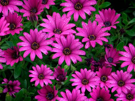 Flori osteospermum - plantare și îngrijire în teren deschis, fotografie osteospermum, cultivare