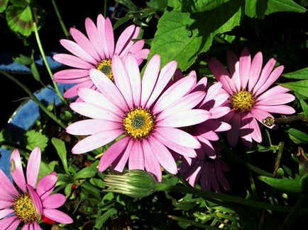 Квітка остеоспермум - посадка і догляд у відкритому грунті, фото Остеоспермум, вирощування