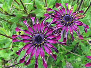 Flori osteospermum - plantare și îngrijire în teren deschis, fotografie osteospermum, cultivare