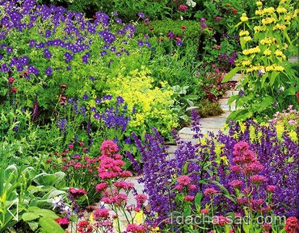 Flori de plante perene - catalog cu fotografii și descrieri, ideile mele pentru dăruire și grădină