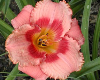 Flori de plante perene - catalog cu fotografii și descrieri, ideile mele pentru dăruire și grădină