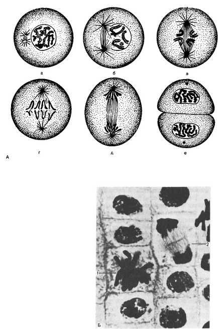 Diviziunea celulară - baza histologică