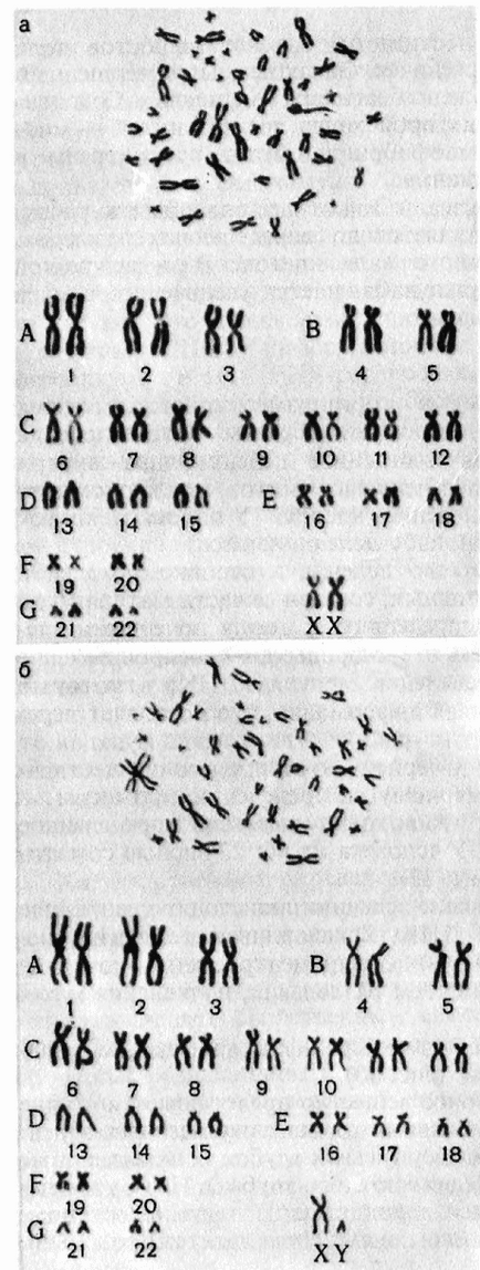 Diviziunea celulară - baza histologică