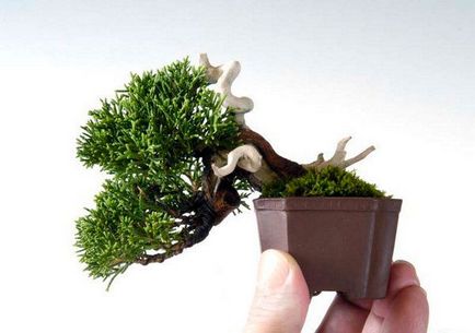 Copacii din bonsai margele - filosofie, istorie, perspectiva lumii, floristica margele de la Anna Masala