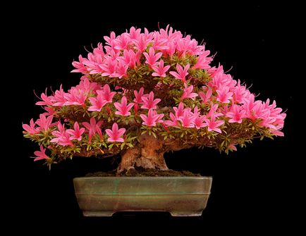 Copacii din bonsai margele - filosofie, istorie, perspectiva lumii, floristica margele de la Anna Masala