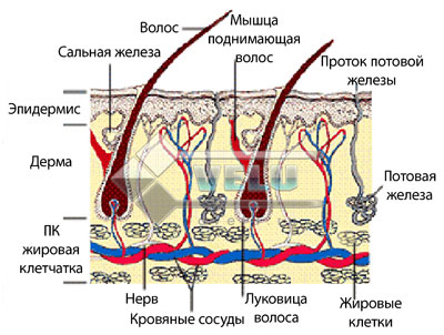 дія евкапіла