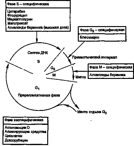 Acțiunea agenților chimioterapeutici în setările clinice este principiul chimioterapiei în cancer