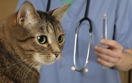 Displazia articulațiilor de șold la pisici, diagnosticarea, metodele de tratament