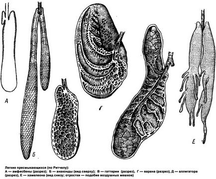 Légzés állat légzése értéket, az evolúció a légutakat, állatok tüdejében, légzési