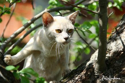 Bloguri - tanaka burmese