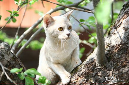 Щоденники - tanaka burmese